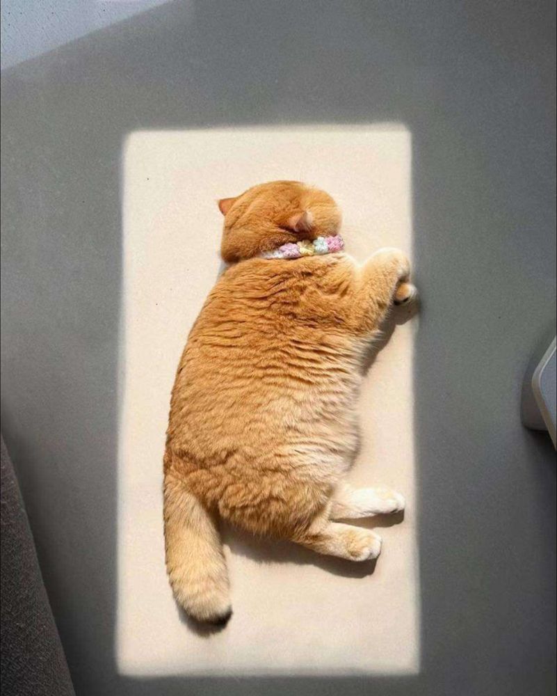 Gato laranja gordo dormindo de lado no sofá dentro de um retângulo de sol do tamanho perfeito pra ele
