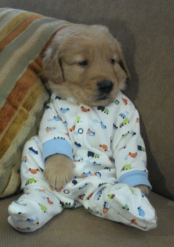 Filhote de cachorro da raça golden retriever usando um pijaminha branco com estampas de carrinhos coloridos sentado no sofá olhando de lado com carinha de sono