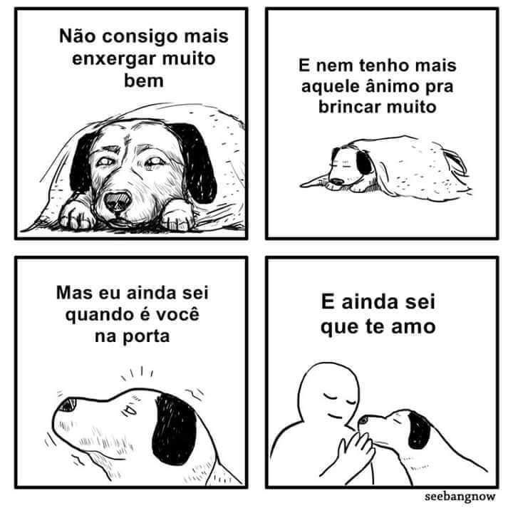Tirinha ilustrada em 4 quadros. 1 Cachorro idosinho branco e preto cobertinho deitado de frente pra foto e o texto "Nâo consigo mais enxergar muito bem". 2 O mesmo cachorro cobertinho mais de longe e o texto "E nem tenho mais aquele ânimo pra brincar muito". 3 O mesmo cachorro atento com a cabeça levantada e o texto "Mas eu ainda sei quando é você na porta". 4 O mesmo cachorro dando um cheiro no humano dele de chegar e que está dando carinho pra ele e o texto "e ainda sei que te amo".