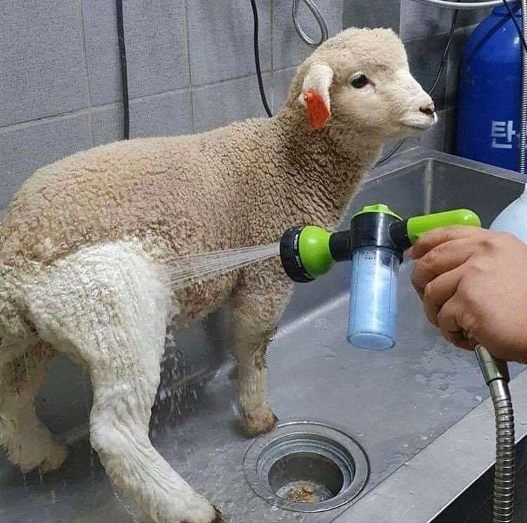 Ovelha peludinha toda marrom suja e encardida com um brinco laranja de identificação na orelha parada dentro de uma pia de banho de um petshop enquanto alguém joga um jato de água na perna dela que já vai ficando branca
