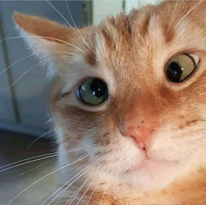 Rostinho de um gatinho laranja com cara de bobo e olhos verdes vesguinhos