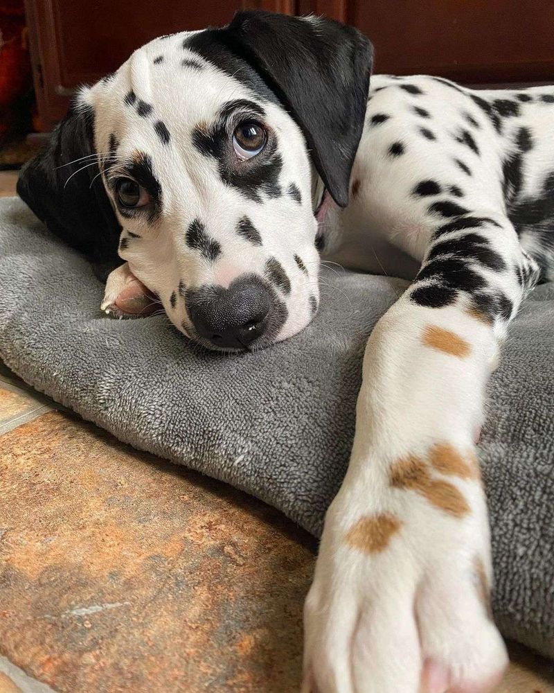 cachorro da raça dalmata deitadinho olhando pra foto com a patinha bem próxima da câmera dando pra ver que as pintinhas da sua patinha não pretas e sim caramelinhas