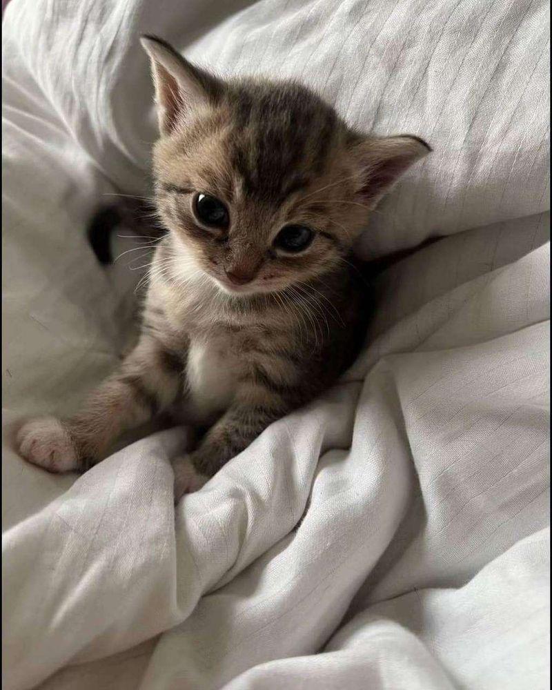 Gatinho cinza rajado pequenininho sentado no meio do edredom bagunçado da cama e olhando pra foto com carinha de neném dengoso