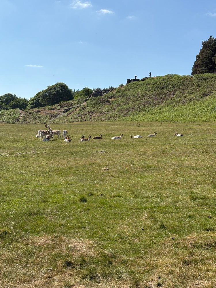 Some deer in a field 