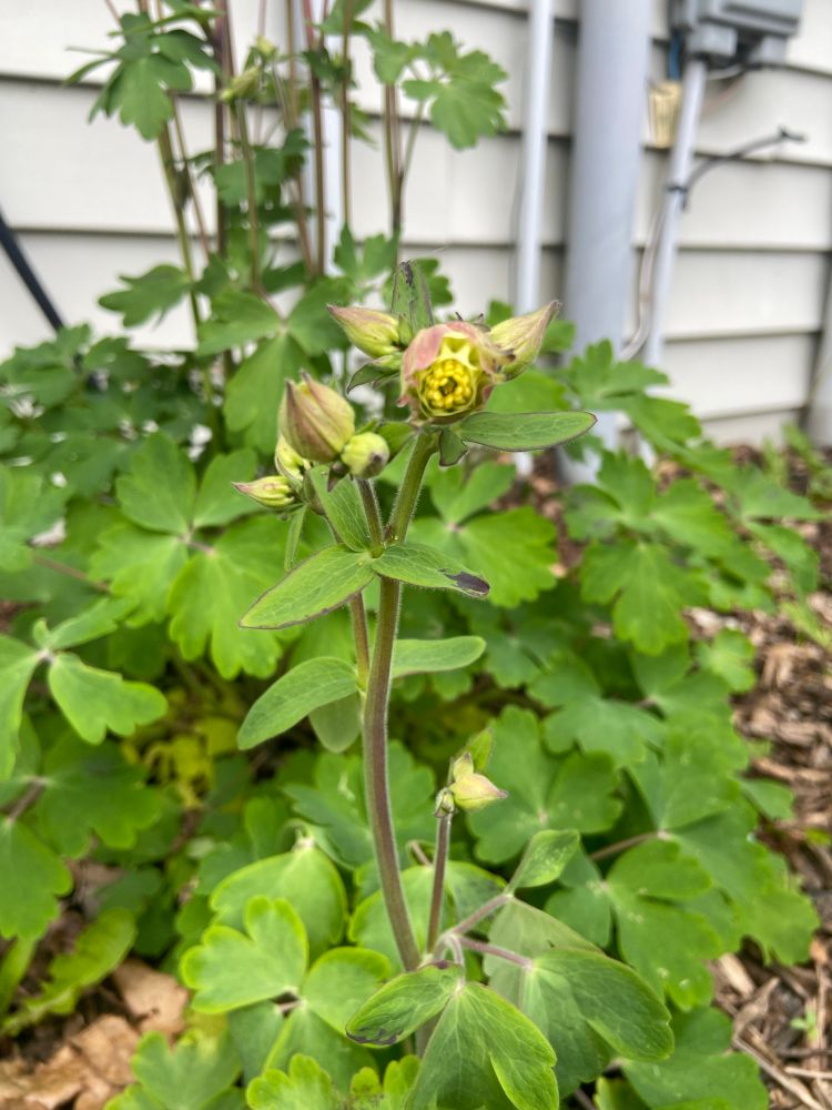 Pink columbine buds 