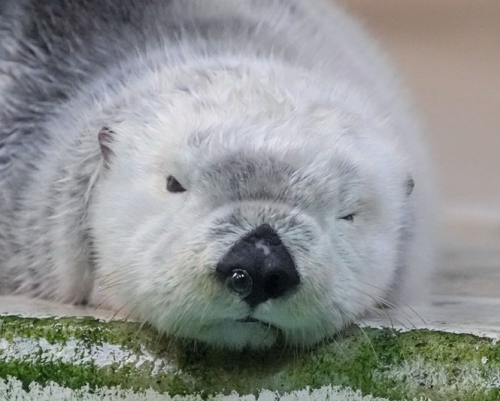 Resting sea otter with snot bubble in nose