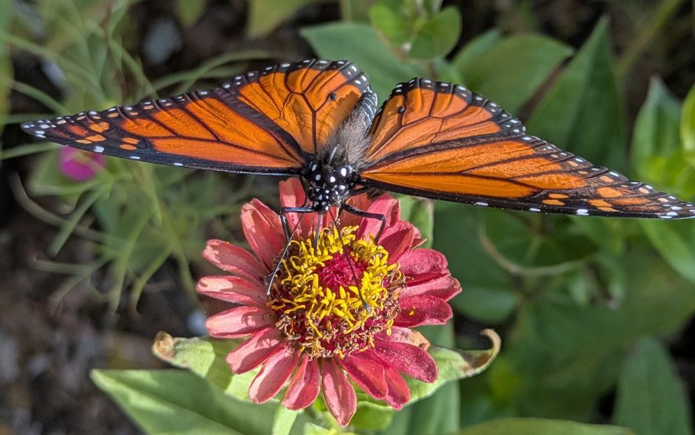 Beautiful Monarch butterfly on a pink zinnia.