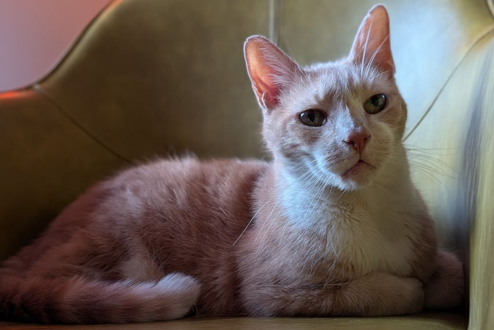 Orange and white stately looking elderly but healthy big boy cat