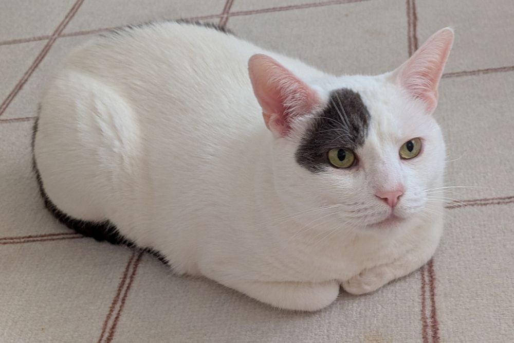White cat with black tail and black spot