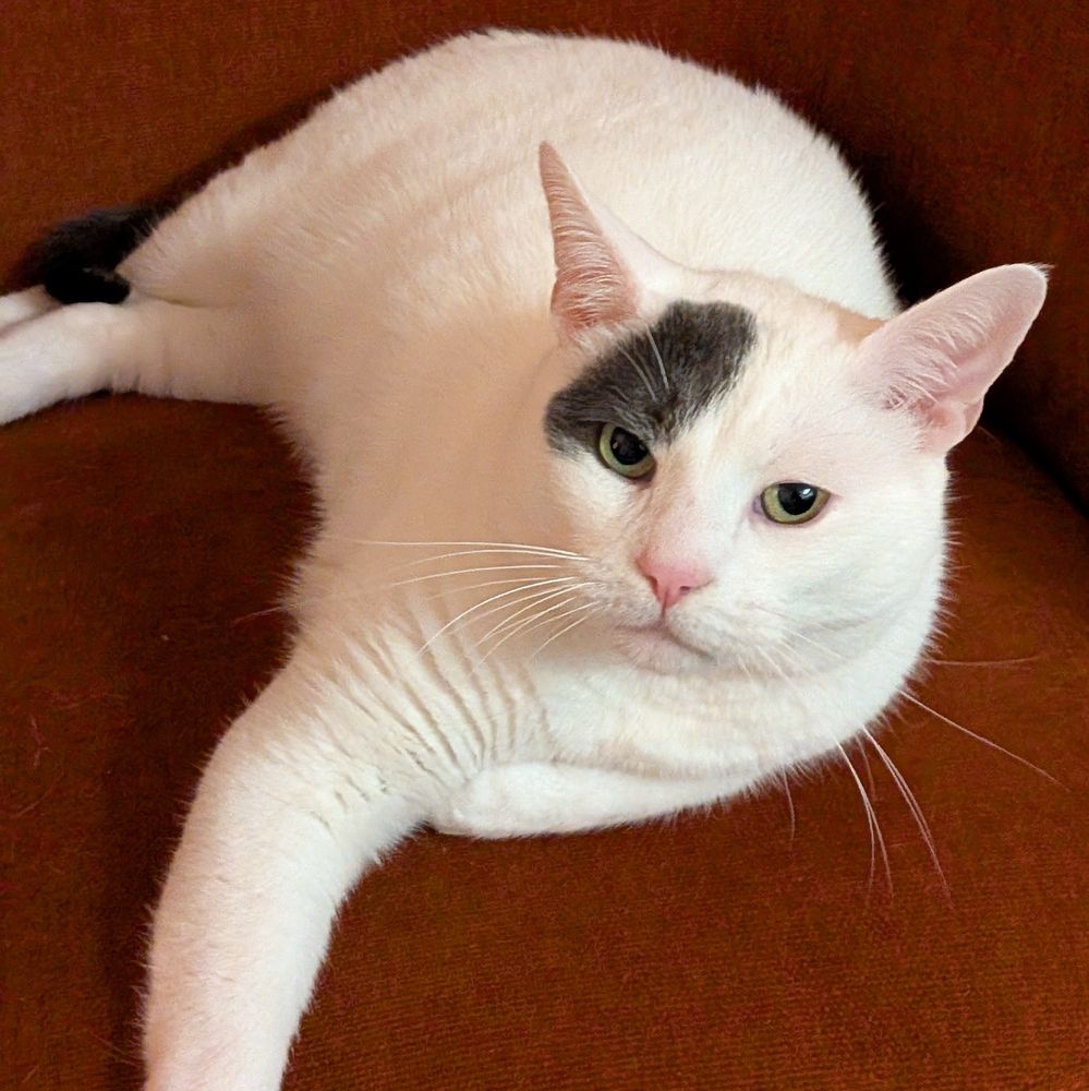 White cat with a black spot over one eye looking comfy on a velvety orange chair