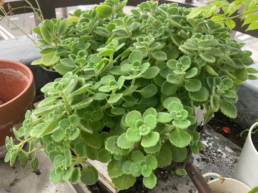 アロマティカス
ハーブの見た目でぷくぷく多肉っぽいの、良いよね