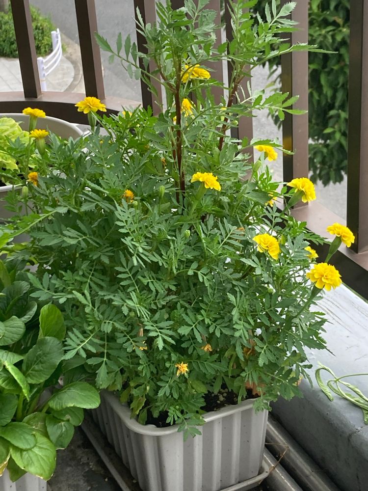 マリーゴールド
一向にオレンジが出ない