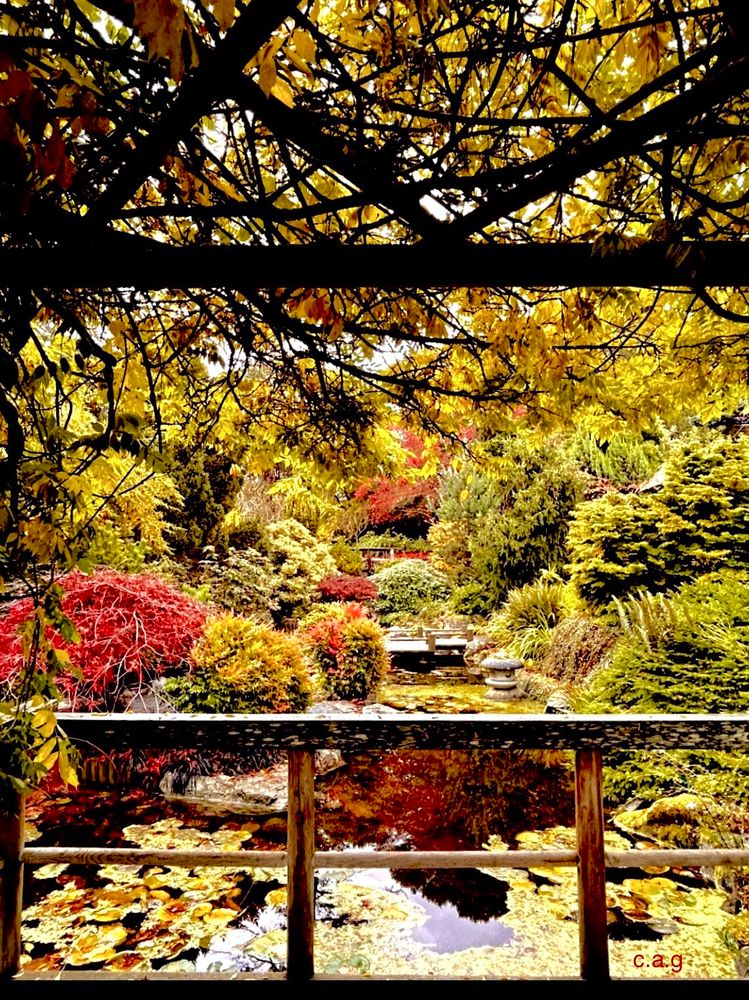 Photo image of view of a Japanese Garden with lily pond in foreground, surrounded by trees & shrubs in shades of rust & green. A crosshatch pergola is silhouetted in black at top of image, an open wooden fence at bottom. 