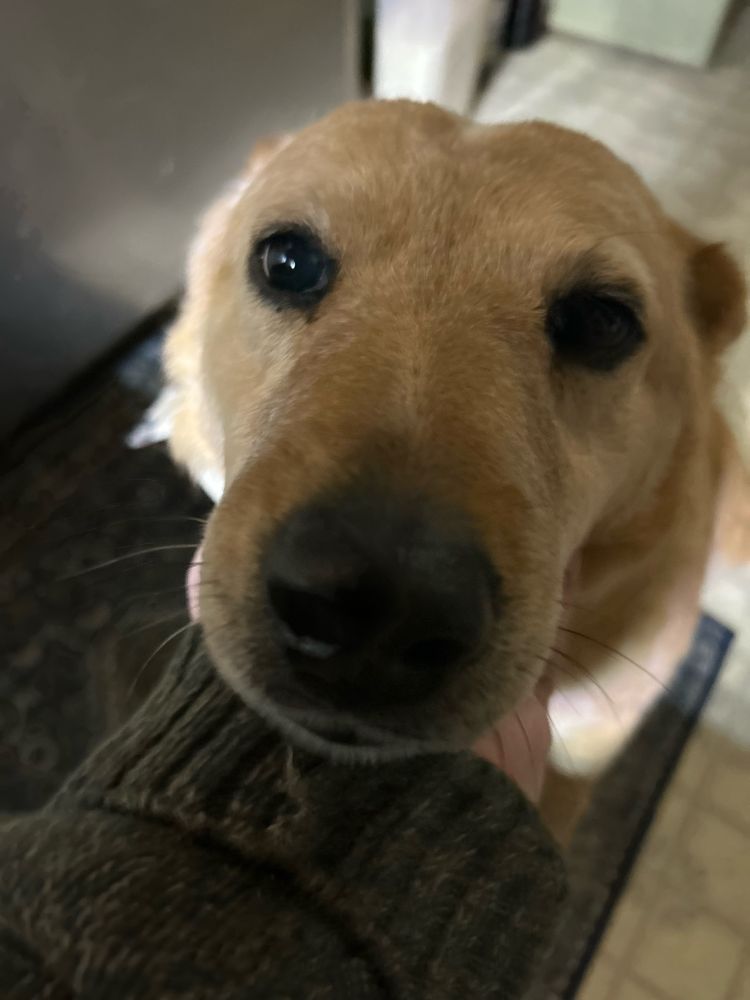 Our lovely stumpy tailed red Heeler