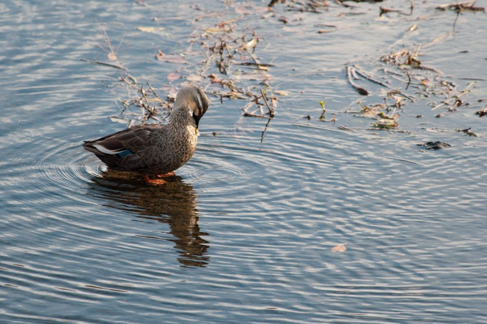 カルガモ♂
PENTAX KP
smc PENTAX-DA★300mm F4 ED [IF] SDM