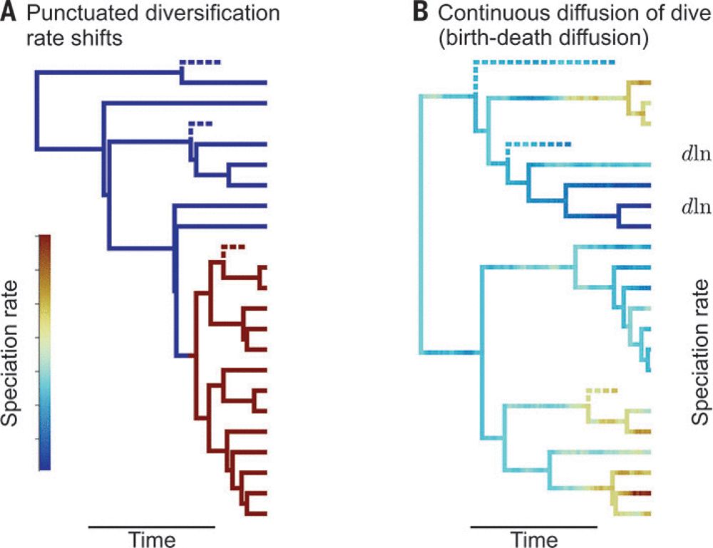 Imbalanced speciation pulses sustain the radiation of mammals