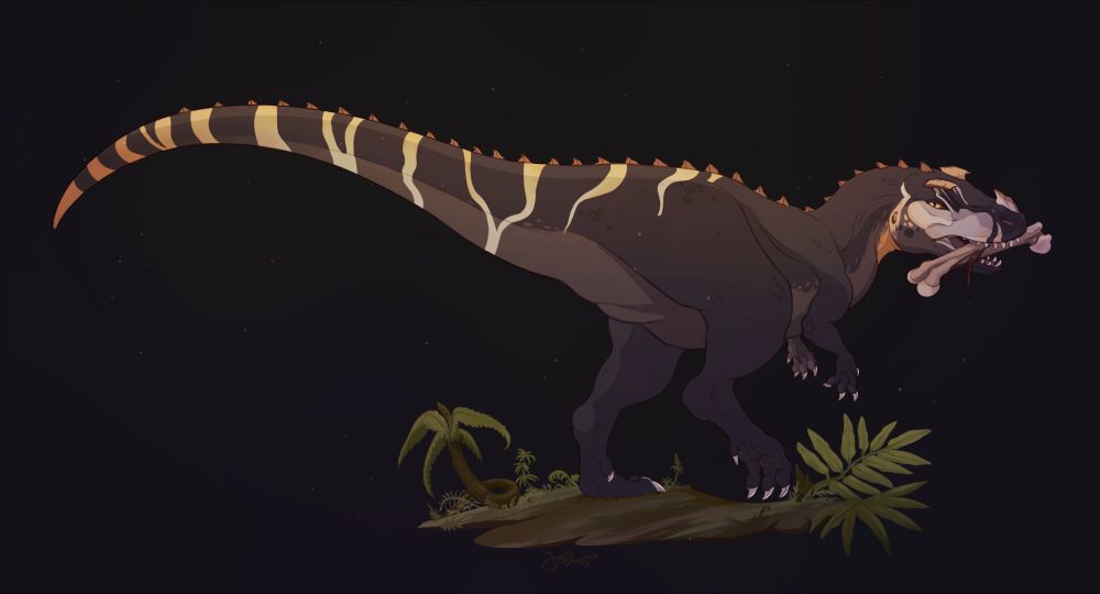 A dark-colored ceratosaurus with white and orange accents and stripes on his tail. He is holding a big bone in his mouth and is carrying it away, staring menacingly at the viewer. The background is solid black with a little piece of grassy mud under the dinosaur's paws.