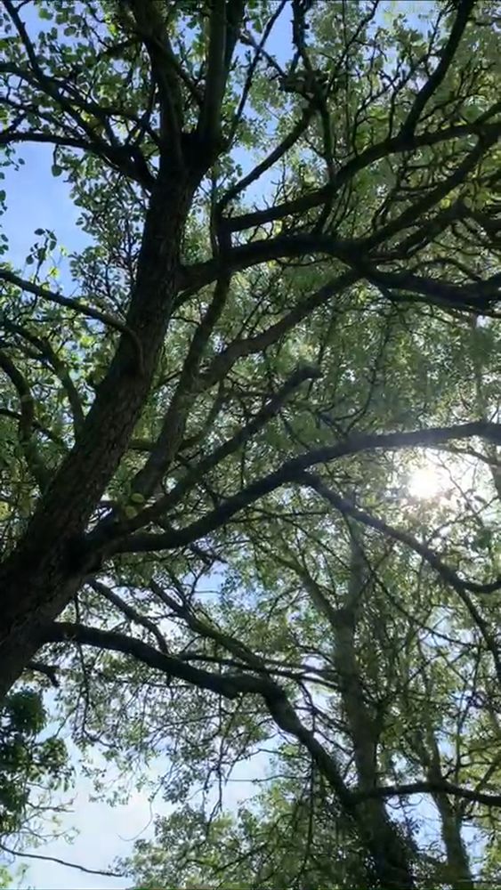 Photograph looking up at the branches of a tree.
