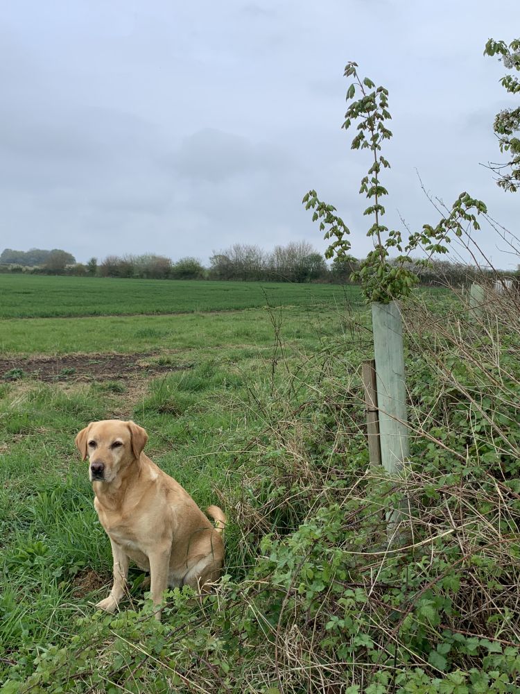 Photograph of Polly the dog, sitting beside a young tree that’s slowly growing.
