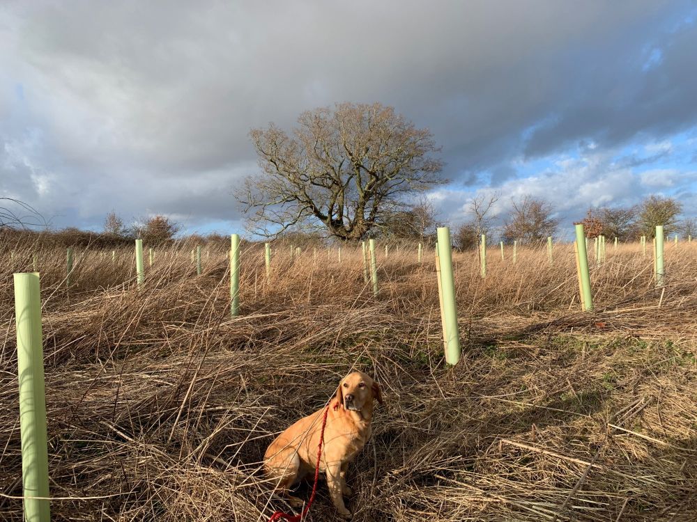 Photograph of Polly the dog sitting amongst a field of freshly planted trees.
