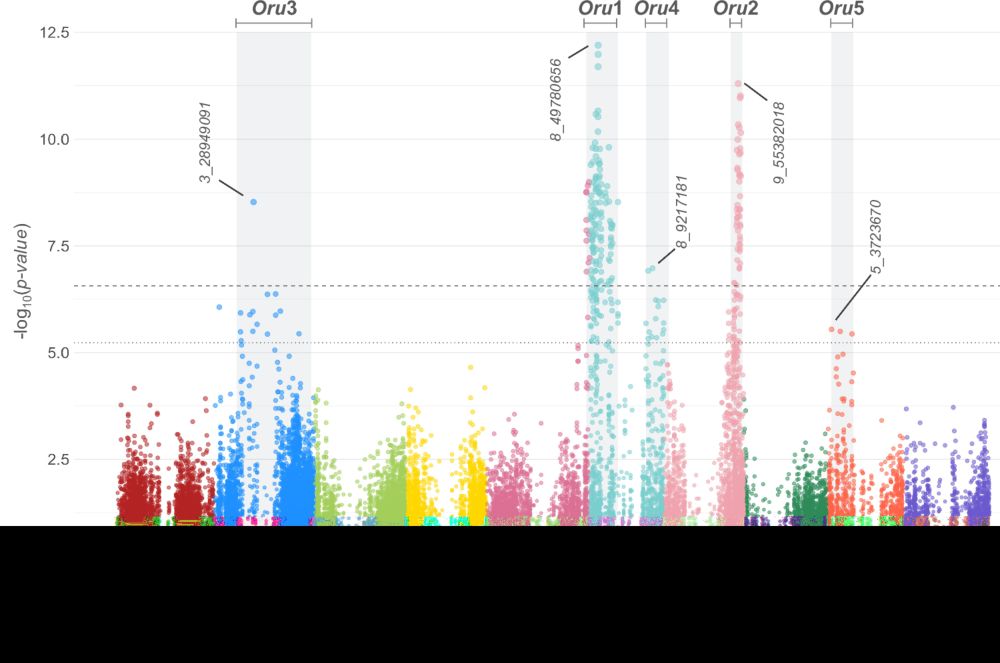 Unveiling the predominance of Saccharum spontaneum alleles for resistance to orange rust in sugarcane using genome-wide association - Theoretical and Applied Genetics