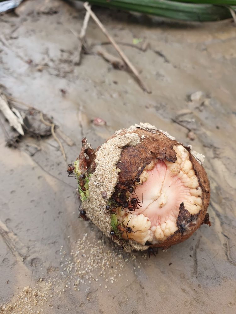 Fourmis sur des aliments, Congo, décembre 2024 © Leo Blondet, Cirad