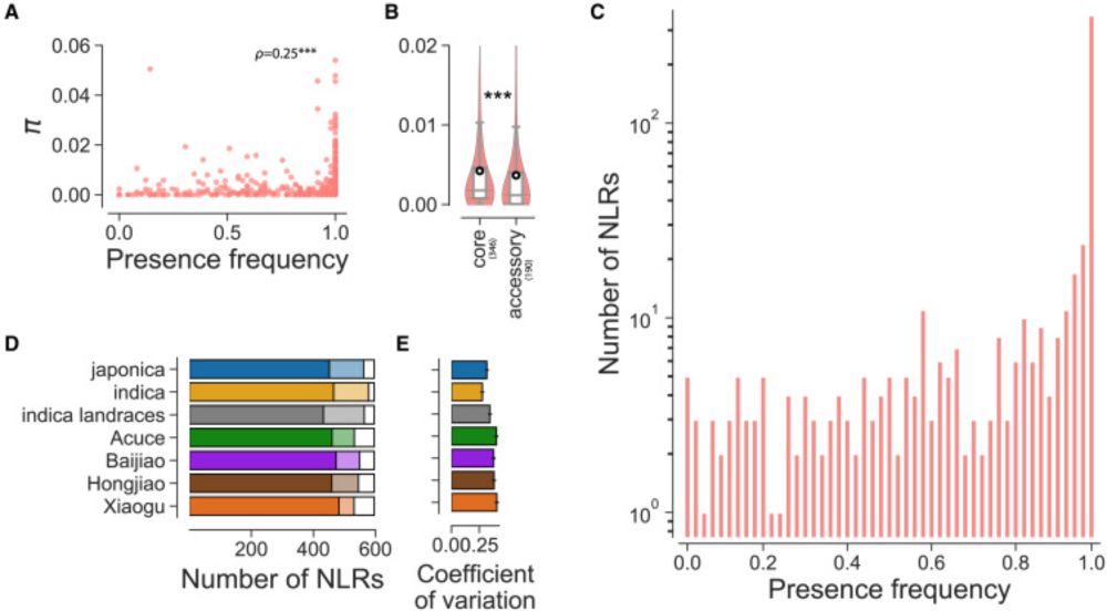 Extensive immune receptor repertoire diversity in disease-resistant rice landraces