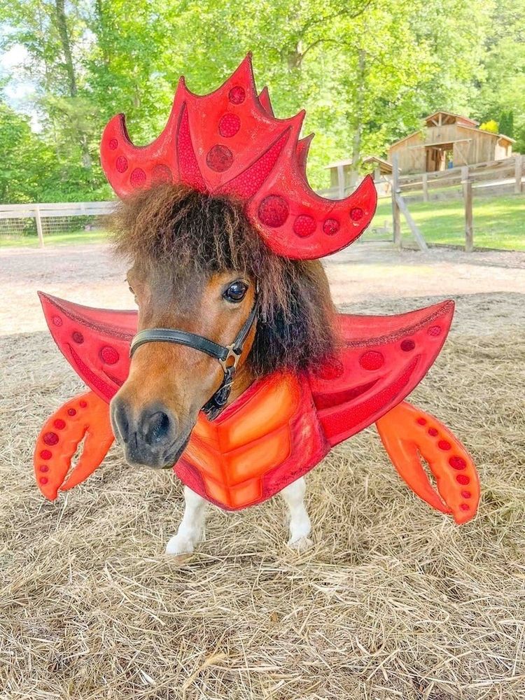 A brown horse in a field, stood on some hay. It's got a red crab costume on with pincers. There's trees and a barn and a fence in the background 