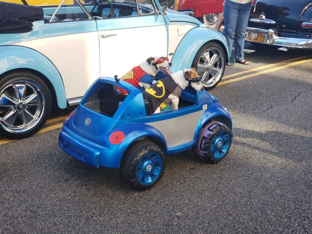 two dogs dressed as Superman and Batman and they're both sitting in a tiny car and wearing dog goggles (doggles) 