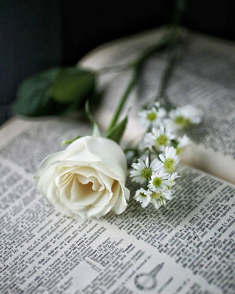 on the open pages of a dictionary lie a white rose & cluster of daisies