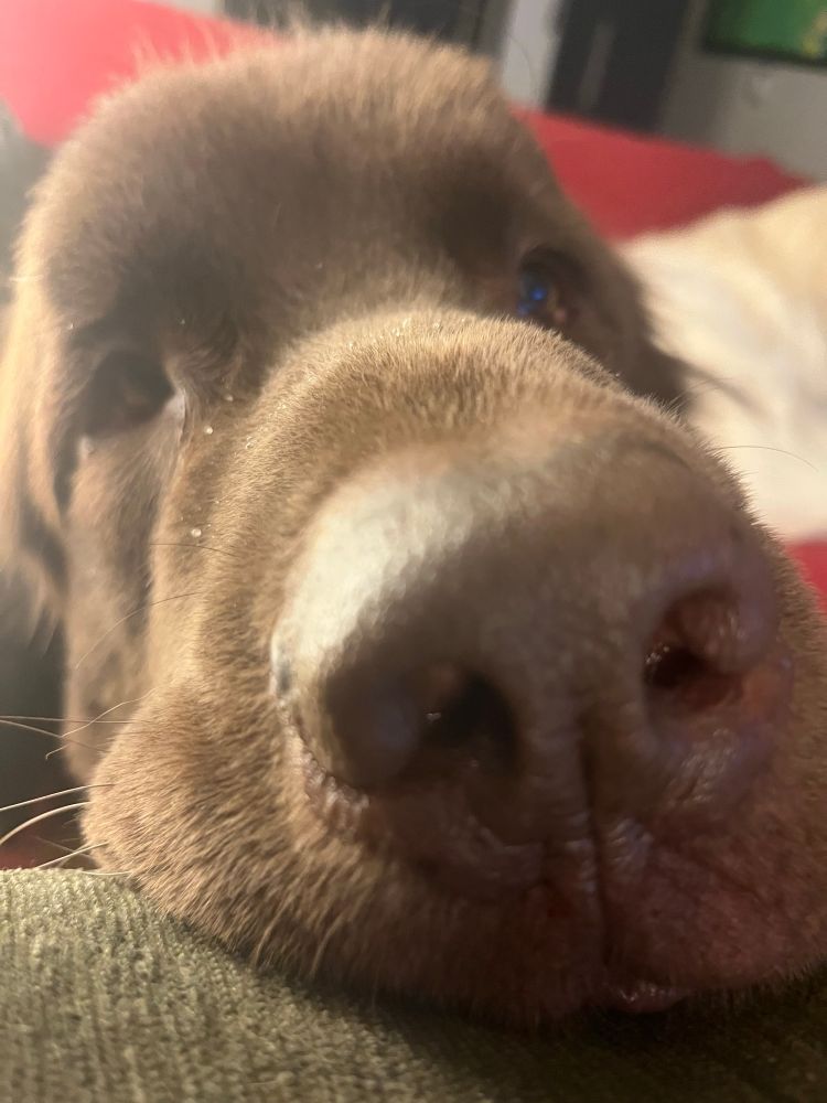 Up close picture of Gus the Newfoundland’s face.