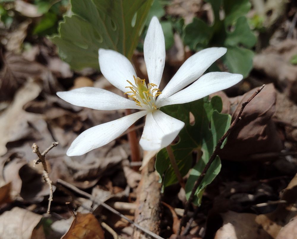 eight bright white petals with parallel gray veins radiating out from a cluster of stamens with white filaments and somewhat dessicated looking yellow anthers, which crowd around a light green ovary capped with a brown stigma.