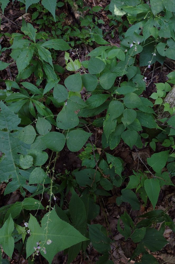a thicket bean vine twining its way through various forest floor foliage. the bean's dark green trifoliate leaves have broad, pointed leaflets on long leaf-stems. long, loose racemes of pink-purple bean flowers grow from the leaf axils; each one with a dozen or more flowers in various stages of development (many having already faded & fallen off). 