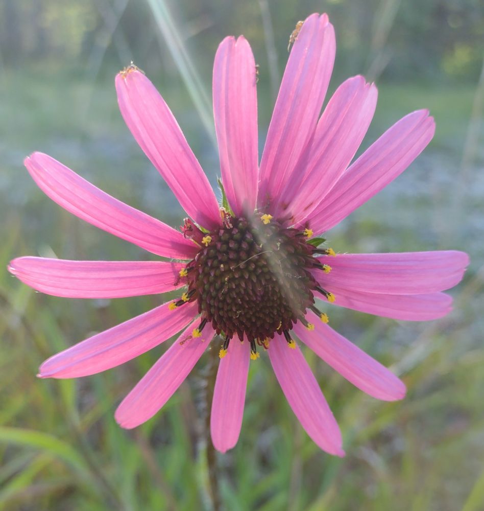a composite flower with a dozen or so hot pink ray florets surrounding a cone of dozens of brown disk florets. around a dozen and a half of the disks spaced roughly equally around the outside series of disks in the cone are blooming, growing fused stamen tubes capped with bright yellow anthers. a few of the disks on the puter series are showing their bifurcated & curling red styles. a handful of ants are crawling around the petals.