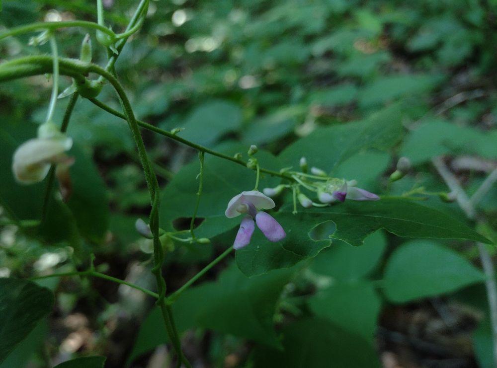 a bean vine growing in a deeply shaded woods, with many pink-purple flowers in various stages of development growing on long, loose, sometimes-branching axillary racemes. the fully developed flower in the center has a pale pink banner petal hooding the rest of the flower; two pink-purple wing petals turned over facing the ground; and a twisted pair of pink-purple keel petals that turn pale green at the tip. the plant's dark green trifoliate leaves are blurry in the background.