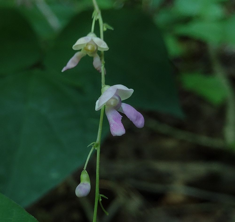 two bean flowers and a bud on a long, loose raceme, difficult to get into good focus due to the lighting conditions within the deeply shaded forest holler where these beans live. the flower in the middle looks best though. its pale purple banner petal is held over the other petals like a hood. the two wing petals hang below and appear almost clublike because of how they curl along their length; their pink-purple coloration is darker than on the banner petal. the keels also have some of that pink-purple color, as well as a pale green patch at the tip; they are tightly coiled up on themselves.