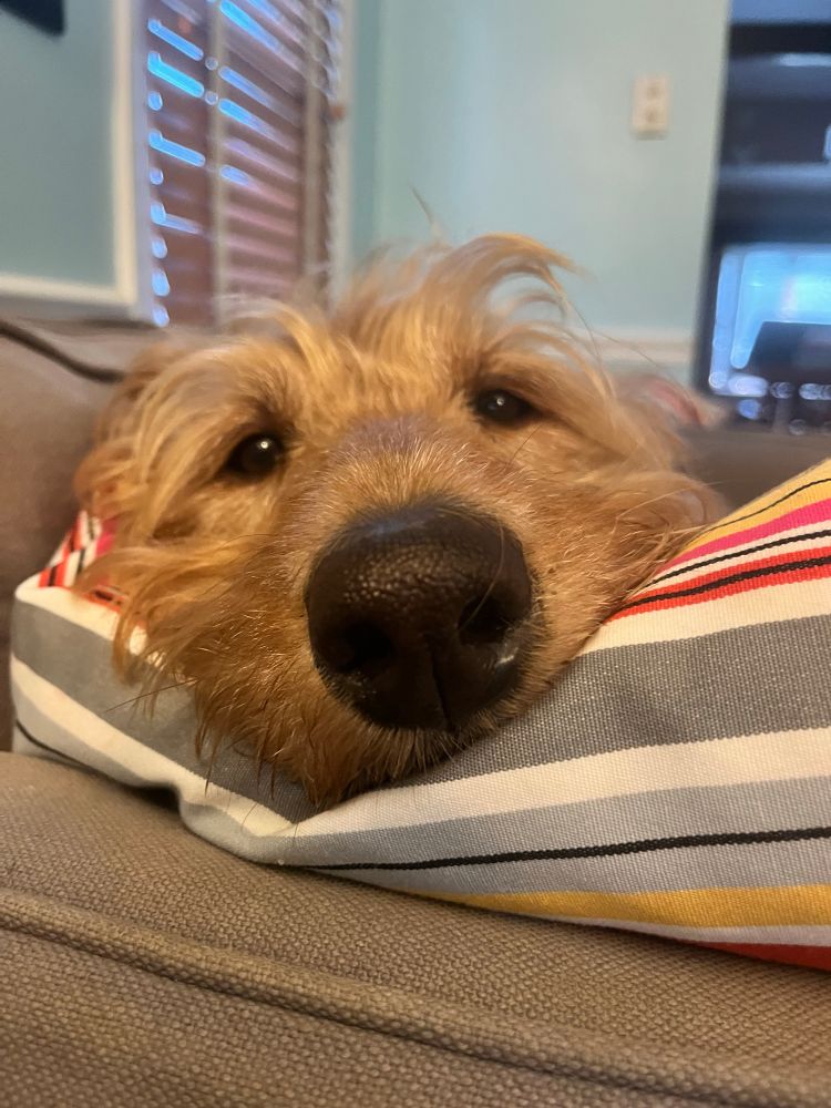 Extreme close up of extremely cute dog