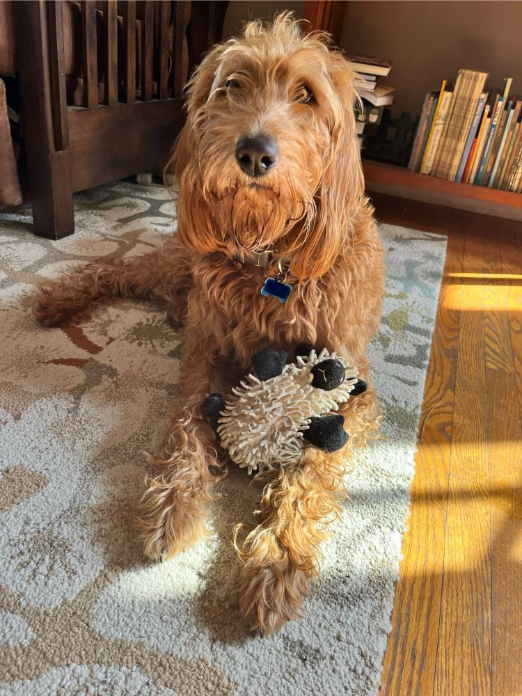 A very scruffy dog holds a stuffed lamb in her paws