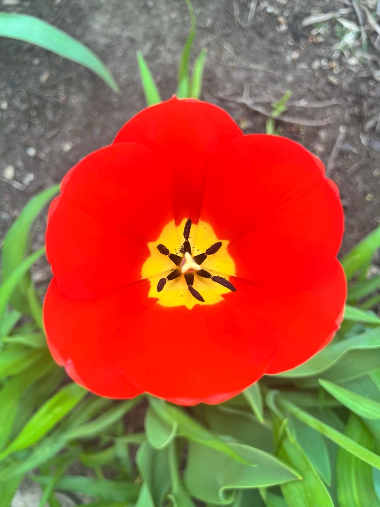 Close up of an alarmingly vibrant red tulip with a yellow center. Happy Spring!