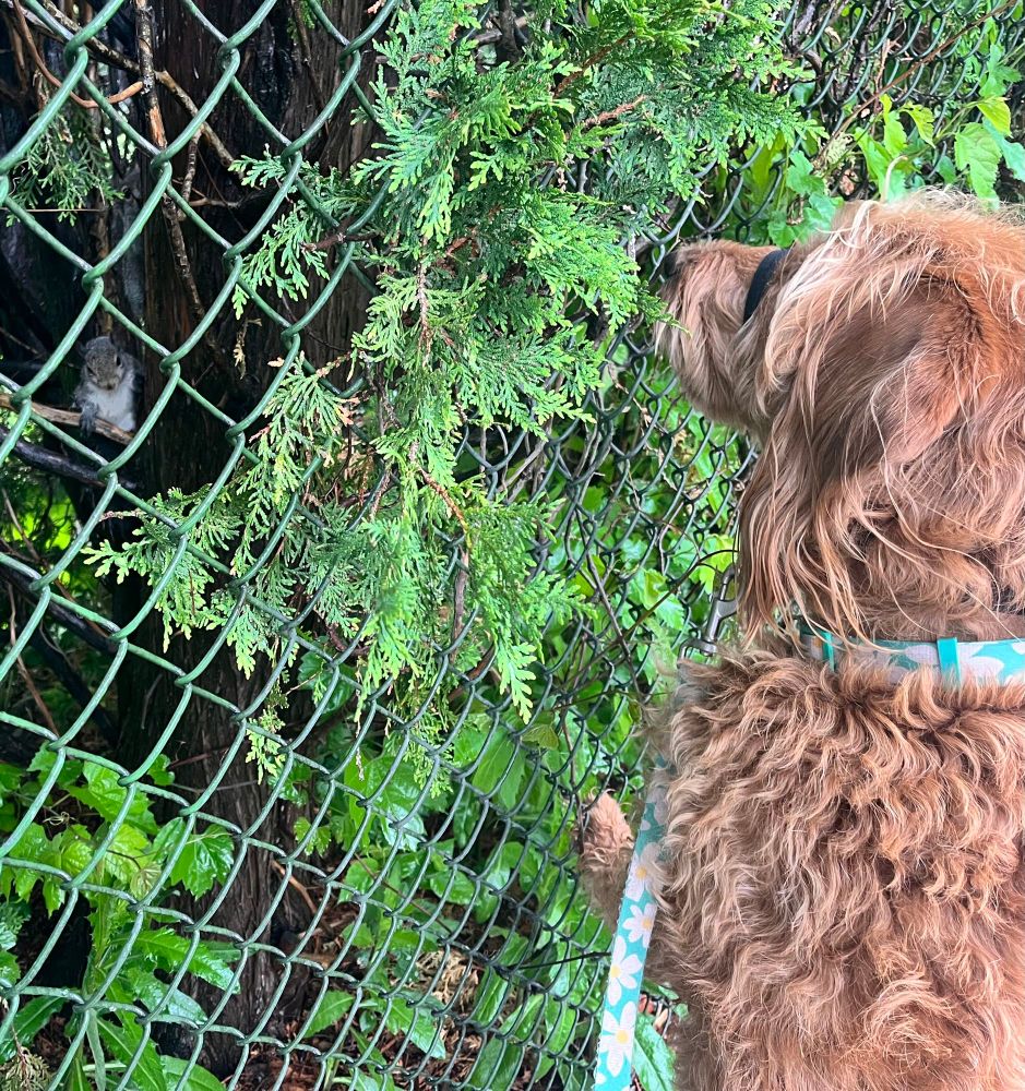 Dog is nearly nose-to-nose with a squirrel, separated by a chain-link fence. 
