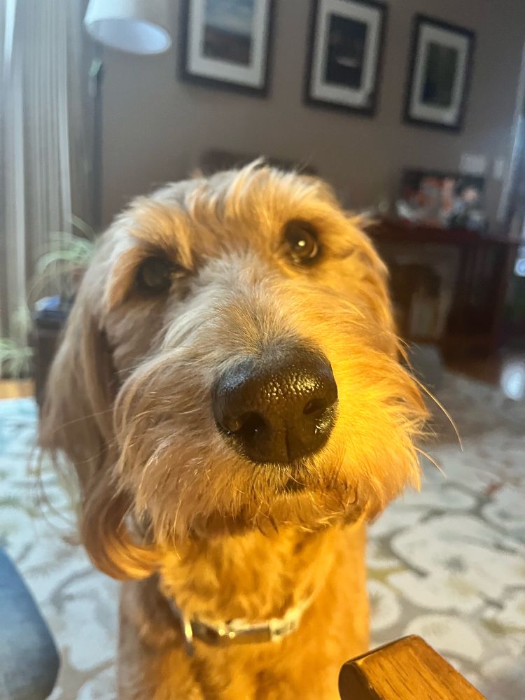 A very earnest, red-brown dog looks into the middle distance in a close-up