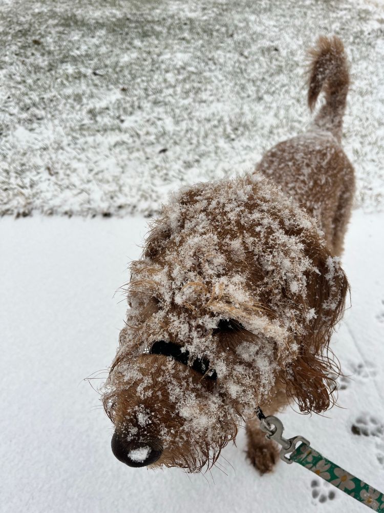 A furry brown dog is shown all caked in snow 