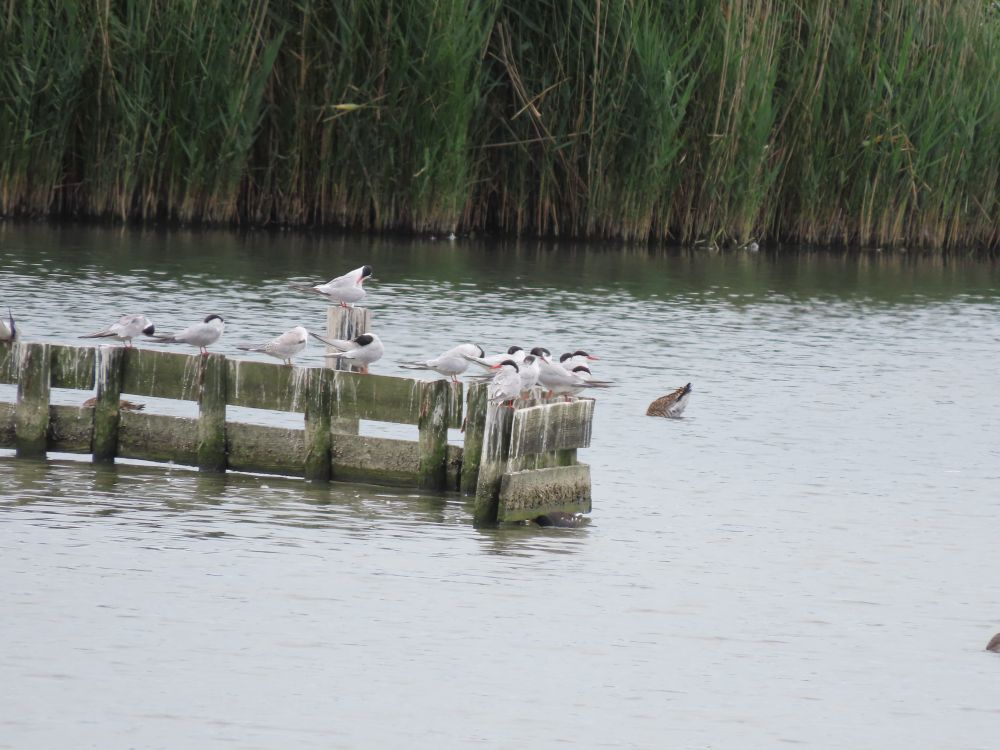 Terns on wooden posts. Most are Common but one is a Roseate - much paler, almost white plumage, with black cap, dark bill and orange legs. 