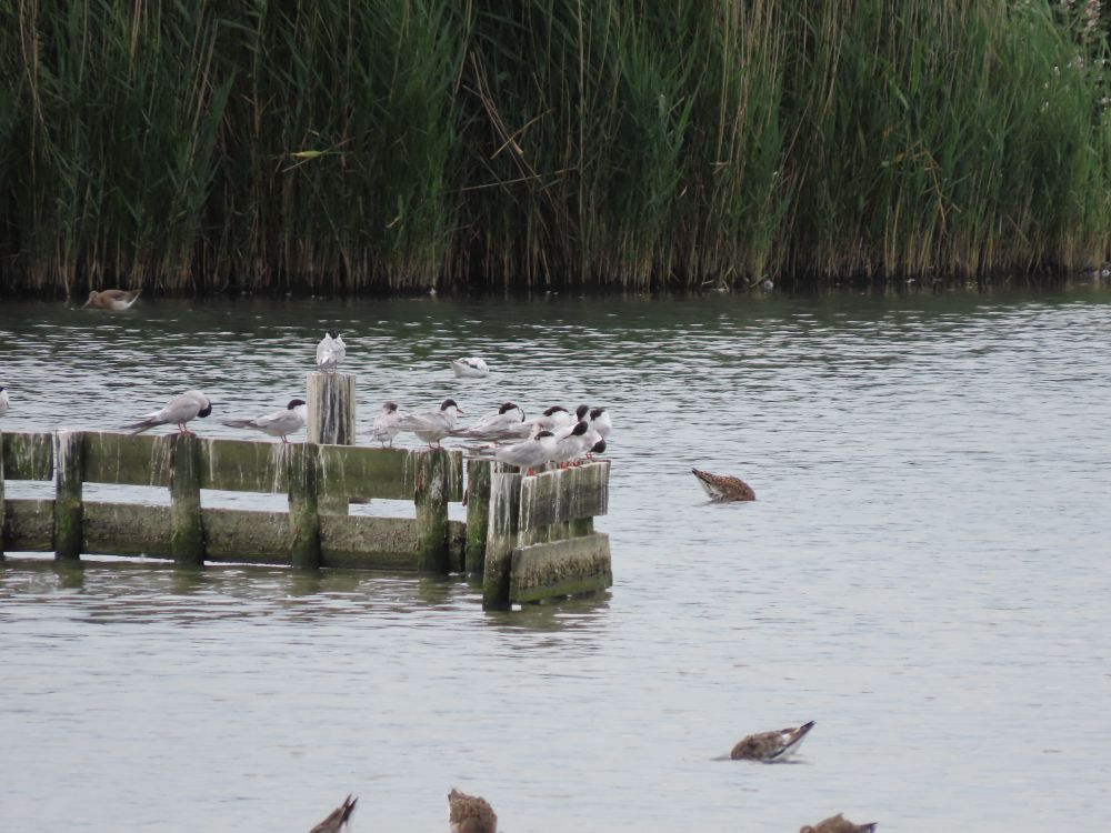 Terns on wooden posts. Most are Common but one is Roseate and sleeping. It has moved and now the tail and primaries are visible, slowing the thin black tailing edge contrasting with rest of primaries white are pale. 