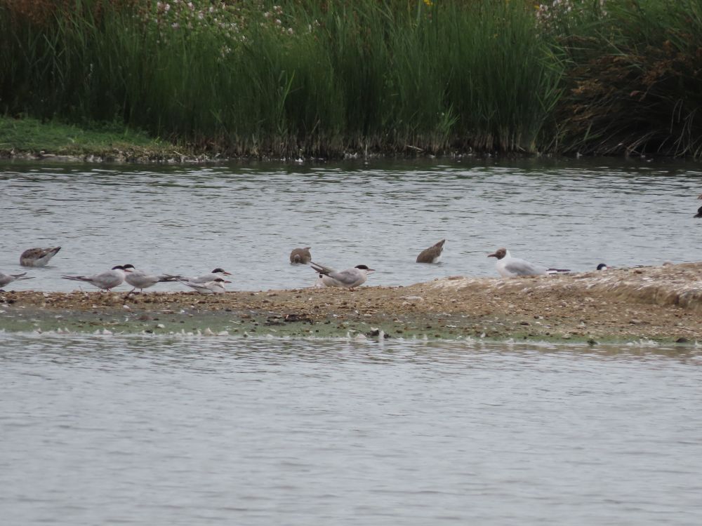 Arctic Tern on an island with Black-headed Gull and Common Terns. It is similar to the Common Terns but differs by shorter and dark red bill, noticeably shorter legs, greyer under parts, and slightly different shape/jizz. 