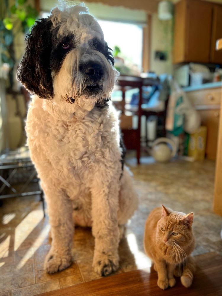 A small orange cat sits next to a large black and white dog