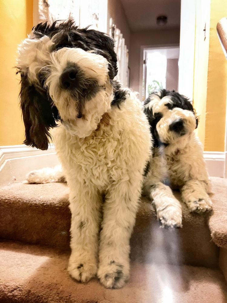 Two fluffy black and white dogs sitting with their heads cocked to the side
