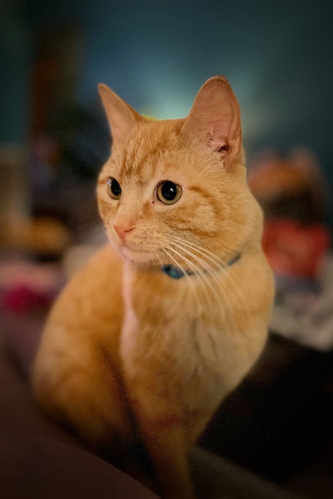 A very handsome orange cat
