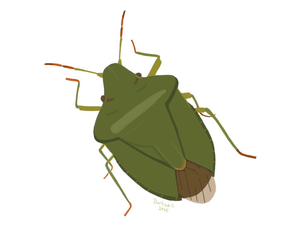 A cartoon style drawing of a green shield bug, which is also sometimes known as a green stink bug. In another life (see: project) he will called king stink!
