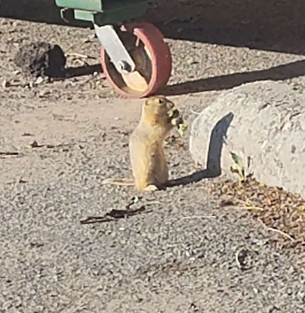 photo of a wood chuck (Or a chipmunk?) I'm not sure, to be honest

anyway, he's sitting upright on his back legs eating some scraps of lettuce he found near a dumpster in Bozeman MT

the ground is gray brown and rocky, there's a rock beside him